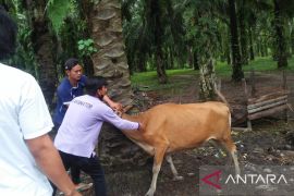 Dinas Pertanian Mukomuko targetkan 800 induk sapi kawin suntik
