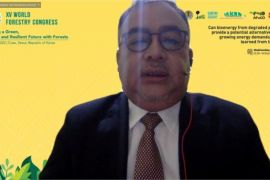 Pengembangan jenis tanaman bioenergi solusi penyediaan energi terbarukan