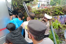 Satu mobil tertimpa pohon di Pasaman Barat satu orang meninggal dunia