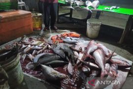 Cuaca ekstrem, pasokan ikan di Simeulue berkurang
