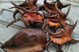 Kekdang, makanan penambah stamina pria dewasa