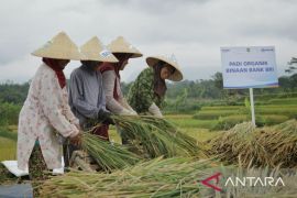 Pembiayaan ultra mikro BRI selamatkan petani dari rentenir
