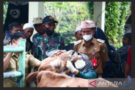 Pemkab perketat pengawasan sapi masuk pasar hewan Sarang Halang