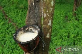 Nilai ekspor  karet Sumut  triwulan I 2022 turun 15, 45 persen