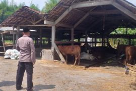 Satgas Pangan Polda Jatim bantu antisipasi penyebaran wabah PMK
