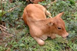 Badan Karantina perkuat pengawasan  hewan cegah penyakit mulut-kuku