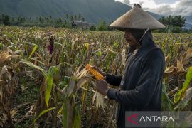 Harga Jagung di Tingkat Petani Naik kembali Page 1 Small