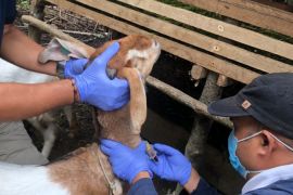 Hewan ternak di Kabupaten Paser aman dari penyakit mulut dan Kuku