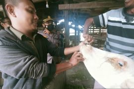Antisipasi penularan PMK pada sapi, ini upaya Pemkab Aceh Jaya