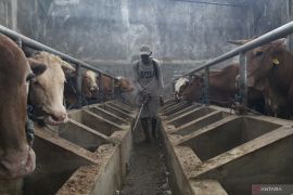 Penanganan PMK harus libatkan lintas-sektor