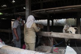 Kondisi 15 sapi positif PMK di Boyolali membaik