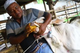 Pemberian jamu tradisional untuk mengantisipasi wabah PMK