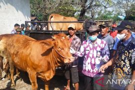 Antisipasi PMK, DPKH Probolinggo pantau lalu lintas ternak di pasar hewan