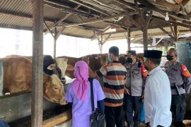 Puskeswan Ciledug dan Polresta Cirebon tak temukan ternak terjangkit PMK