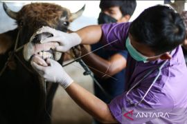 BBKP Makassar siapkan langkah mitigasi cegah penyebaran virus PMK