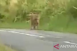 BKSDA ragukan keaslian video penampakan harimau sumatera