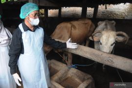 Peternak sapi diminta jaga kebersihan kandang ternak