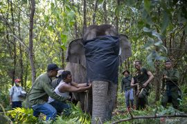 Dua Gajah Sumatera dipasangi Kalung GPS Page 3 Small