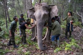 Dua Gajah Sumatera dipasangi Kalung GPS Page 1 Small