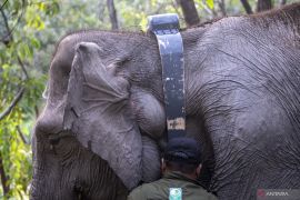 Dua Gajah Sumatera dipasangi Kalung GPS Page 5 Small