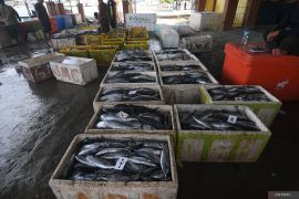 Aktivitas Bongkar Muat Ikan di PPI Donggala Page 1 Small