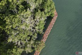 Wisata Hutan Mangrove di Donggala Page 3 Small