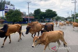 Ternak sapi berkeliaran di jalan raya Aceh Jaya, pengendara was-was