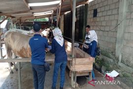 Tanah Bumbu diperkirakan kekurangan hewan qurban