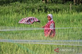 Genjot produktifitas Distan Aceh Jaya kembangkan padi IP 300