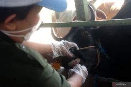 Padang edukasi peternak sapi cegah penyebaran penyakit kuku mulut