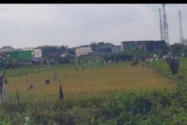 Wagub Sumsel dorong kabupaten tingkatkan produksi pangan