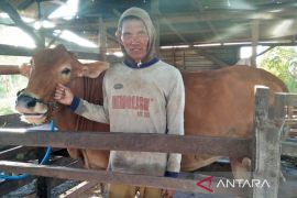 Kebutuhan sapi kurban di Tapin sementara cukup