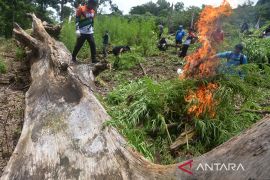 Pemusnahan tanaman ganja di Gunung Seulawah