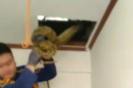 Petugas evakuasi ular sanca tiga meter dari rumah warga di Tangerang