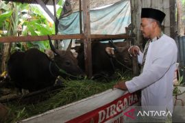 Wabah PMK akibatkan penjualan daging di Pontianak menurun 50 persen