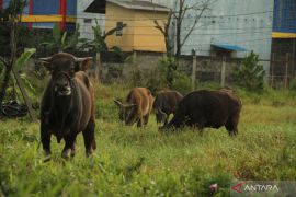 Balikpapan kekurangan pasokan sapi kurban untuk Idul Adha 143H