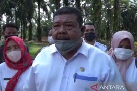 430 ekor sapi di Deliserdang terjangkit PMK, stok obat dan multivitamin kekurangan