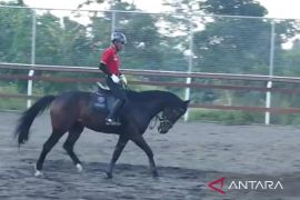 Pakar: Kuda rentan terjangkit PMK, kejuaraan PP Pordasi sebaiknya ditunda