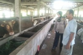 Antisipasi penyebaran PMK, Polres Agam turunkan personel ke kandang ternak warga