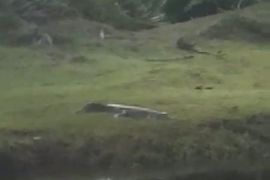 Buaya muara naik ke halaman SD