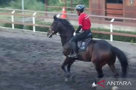 Polisi tidak izinkan kejuaraan pacuan kuda di tengah wabah PMK