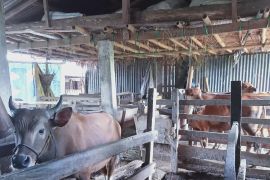 Potensi energi biogas dukung pengembangan EBT di Sulsel
