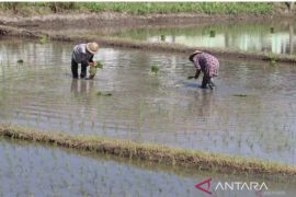 Antisipasi terbatasnya kuota pupuk subsidi, petani Jatim gunakan organik