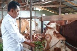 Kadisbunak Kalbar imbau masyarakat tidak khawatir soal PMK