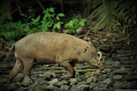Babirusa jadi tema Hari Keanekaragaman Hayati di Gorontalo