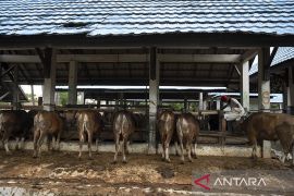 Pengetatan Pemeriksaan Ternak di Rumah Potong Hewan Page 1 Small