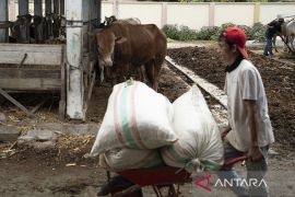 Pengetatan Pemeriksaan Ternak di Rumah Potong Hewan Page 2 Small