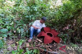 Bunga Rafflesia mekar sempurna di Kabupaten Agam
