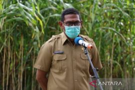 Pemprov : Pengembangan jagung di Malaka capai 1.200 hektare
