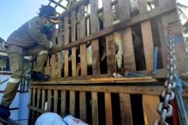 NTT pasok hewan kurban ke Sulsel untuk kebutuhan Idul Adha 1443 H